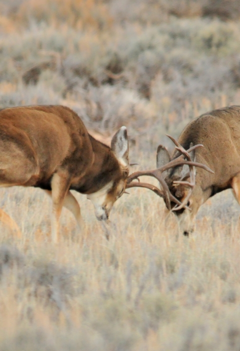 Two large brown antlered deer charge one another and butt heads