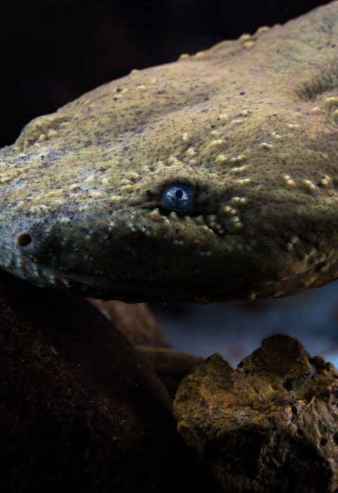 Portrait of a hellbender under water
