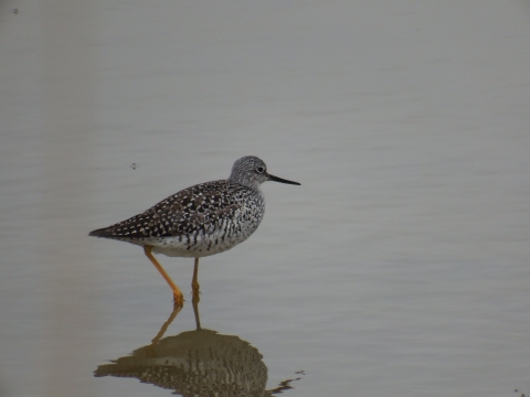 Bird wading in water.