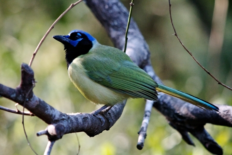 Green Jay sitting on branch