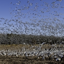 A flock of hundreds of snow geese taking off from an agricultural field