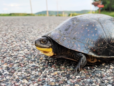A Blanding's turtle crossing the road