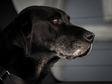 Close up of a black dog with a background out of focus. Dog is looking to the side with a black collar on. The dog has a white outline of hair around his upper lips that extend slightly down his neck. 