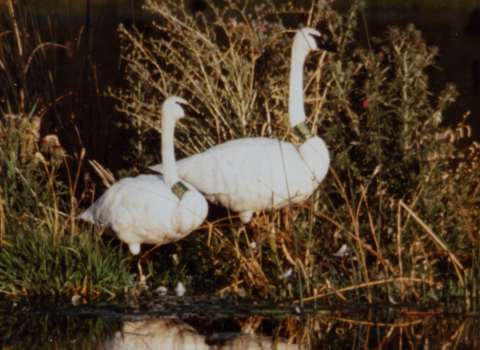 An old color photo of two swans each with large green bands around their necks, stand on a small island in a pond.