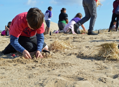 Volunteer planting native dune plants in California